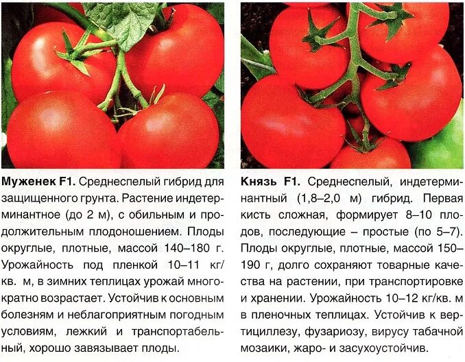 Томат сорт это что значит. Томат букет сибири f1. томат мерседес характеристика и описание сорта. томат детерминантный f1 «катя». томат таня ф1.