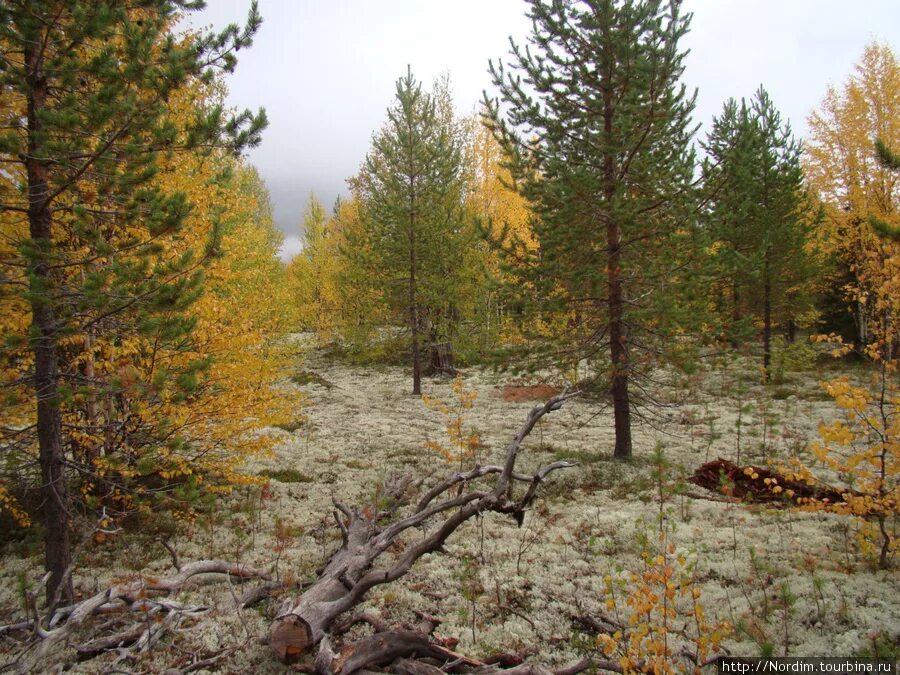Татарский лес усинск. Природа усинска республики коми. усинск лес. усинск природа. усинск коми природа.