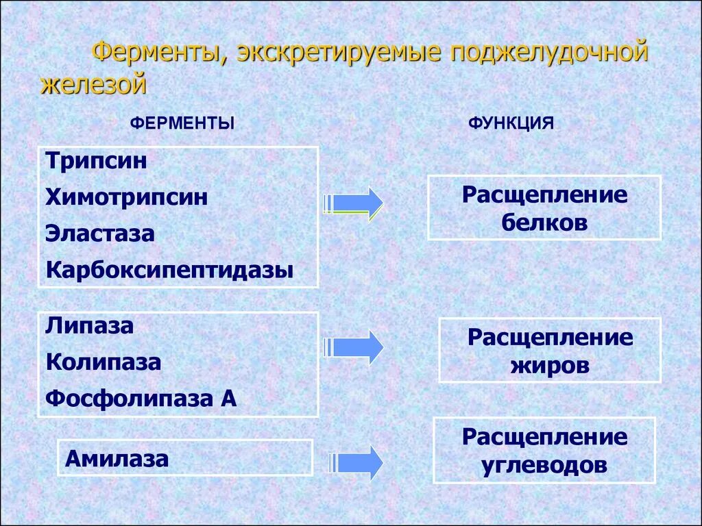 Поджелудочной железой вырабатываются ферменты