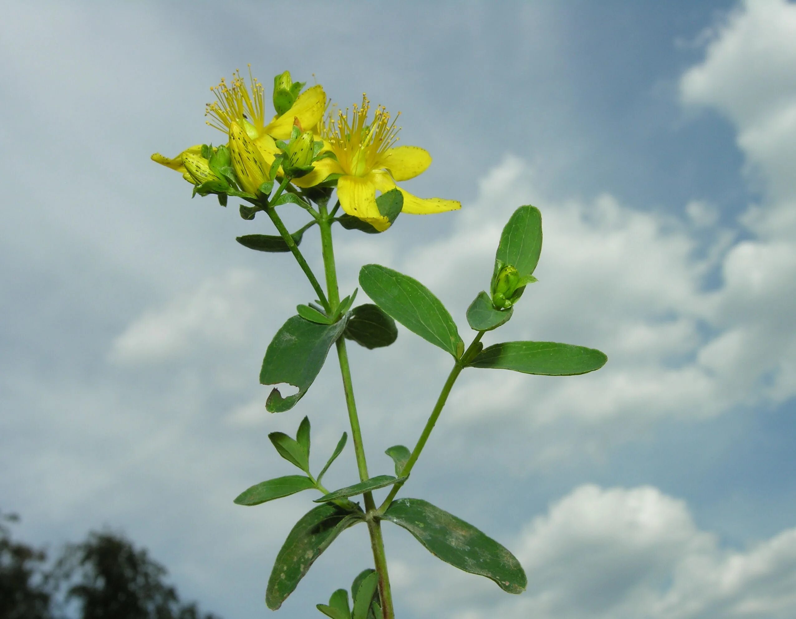 Зверобой пятнистый Hypericum maculatum. Зверобой продырявленный (Hypericum perforatum). Зверобой (Hypéricum perforátum). Зверобой пятнистый (Hypericum maculatum Crantz). Зверобой пятнистый