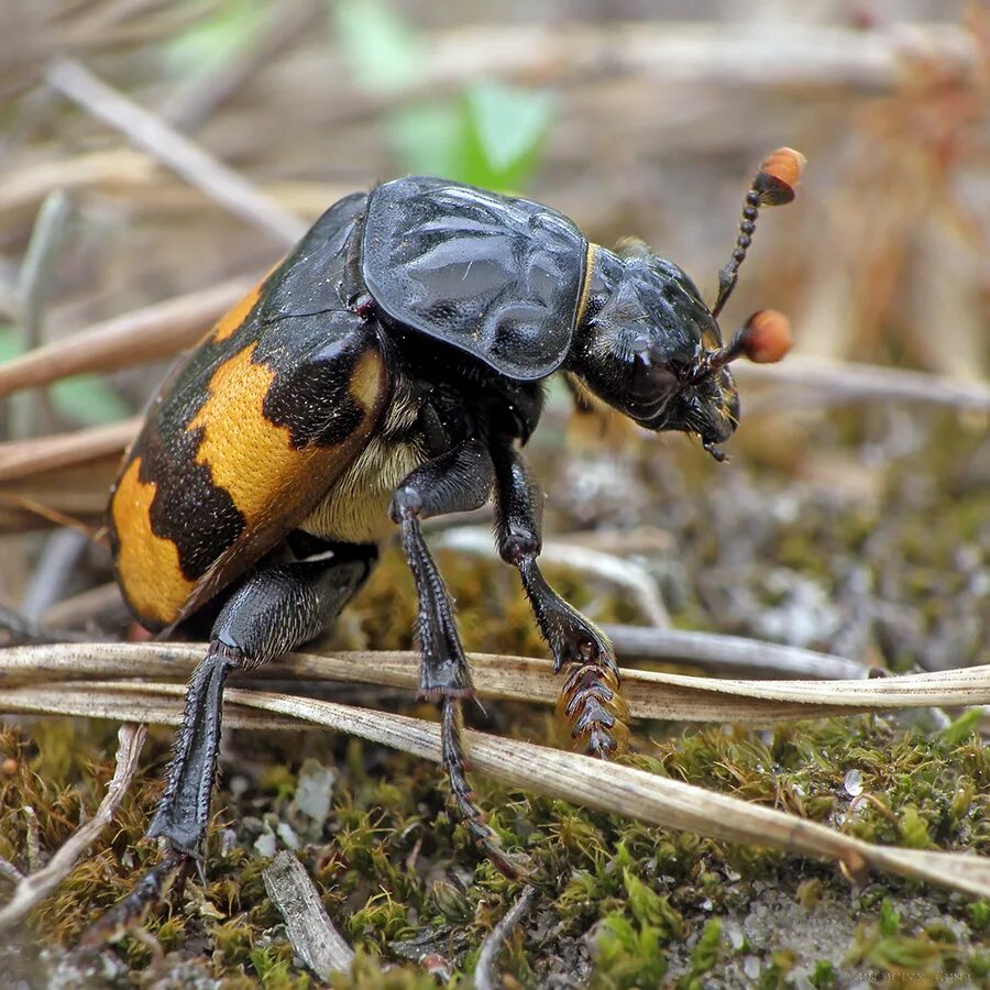 Nicrophorus interruptus Жук. Жук — могильщик, мертвоед. Жук мертвоед четырехточечный. Жук трупоед черный.