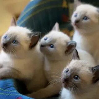 Три маленьких кота