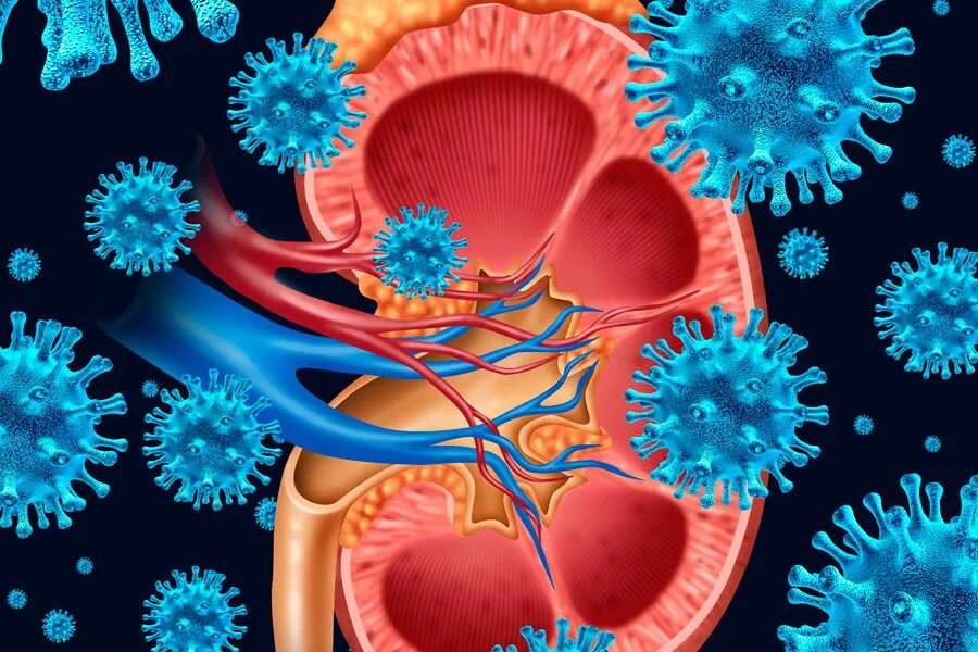 микрофлора почек