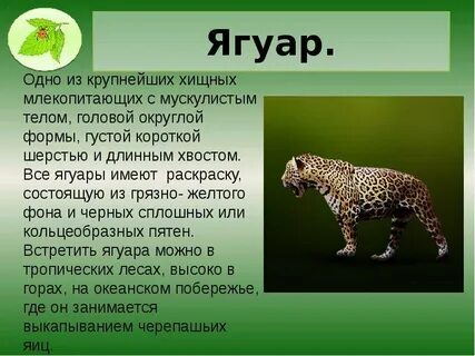 Сообщение о животных 5 класс по биологии
