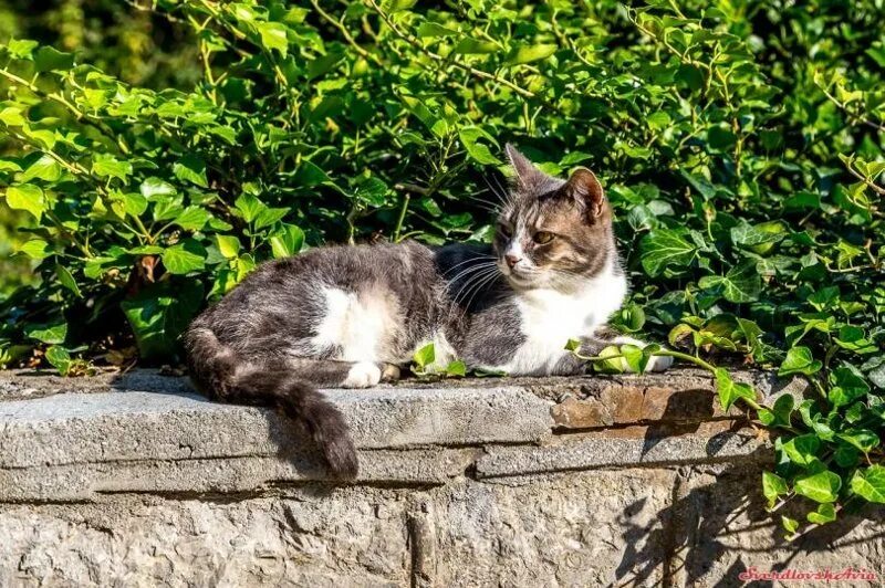 Купить кошку севастополь. Крымские коты. Уличные коты Крыма. Коты Ялты. Длинные уличные коты Крыма.