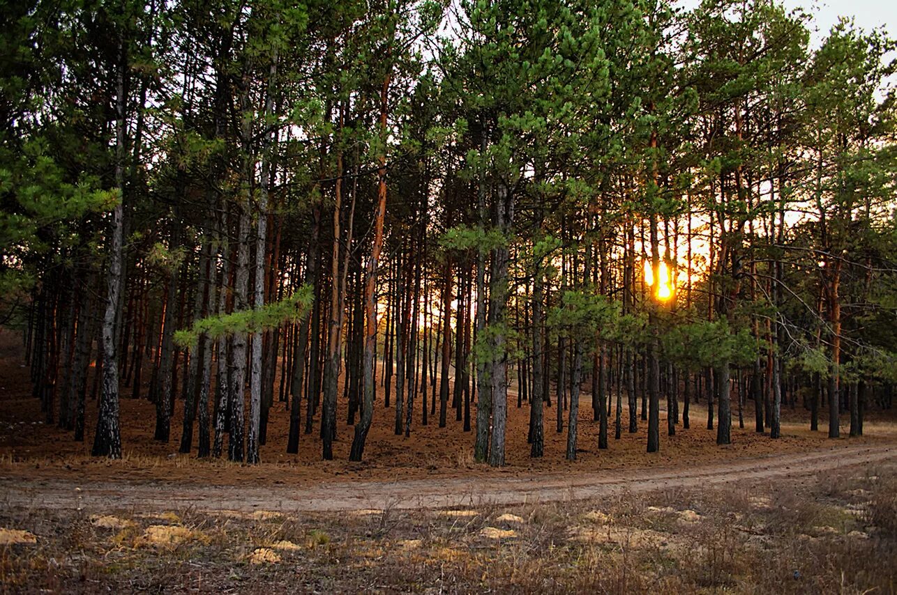 Сосновые леса в луге. Сосновый Бор Костанай лес. Сосновый Бор Энгельс. Энгельс Шумейка лес Сосновый Бор. Суксун Сосновый Бор.