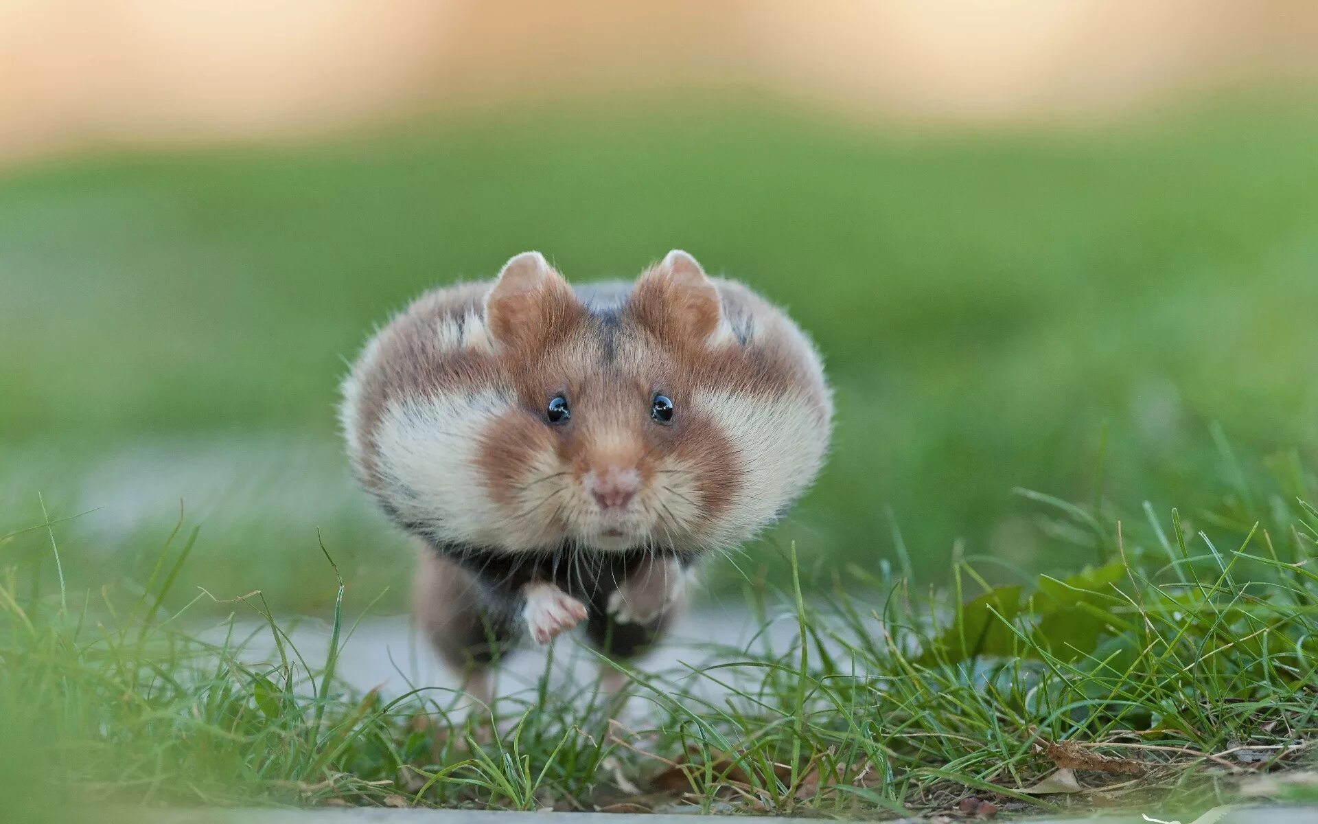 Сирийский хомяк фото. Фото крутого хомяка. Сирийский хомяк хома. Hamster 10 11 июля. Джунгарский хомяк персиковый.