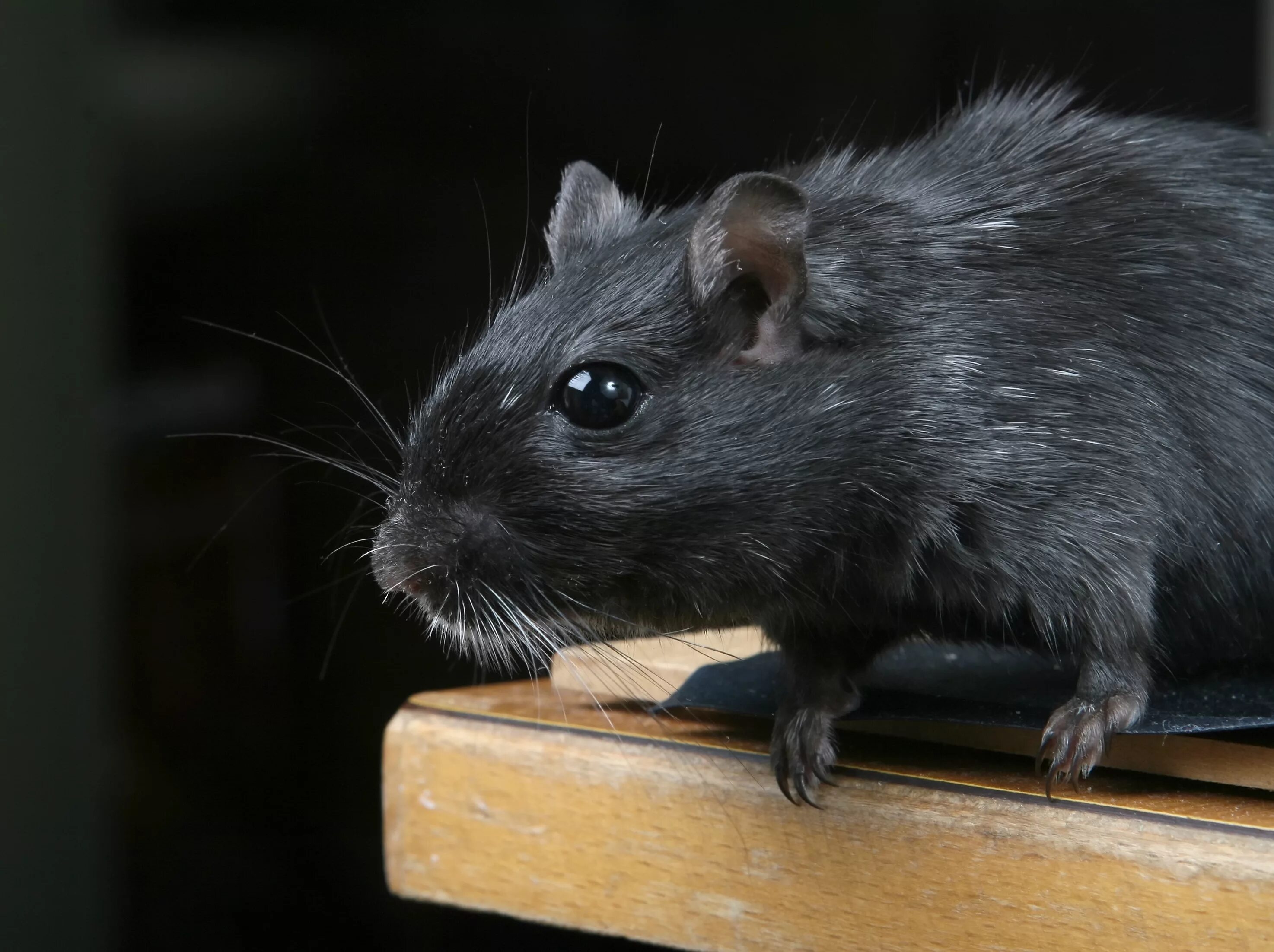 Крупные мыши. Rattus Rattus чёрная крыса. Щур крыса. Кинабулийская крыса. Крыса дегу чёрная.