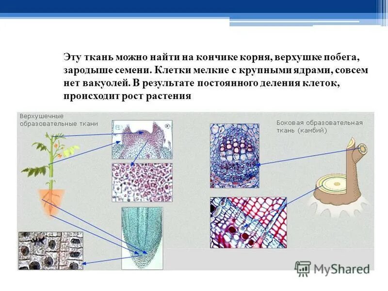 Клетки эпителиальные клетки. Биология 5 класс строение соединительных тканей животных. Типы животных тканей 5 класс биология. Клетки и ткани животных. Ткани строение 5 класс ткани животных.