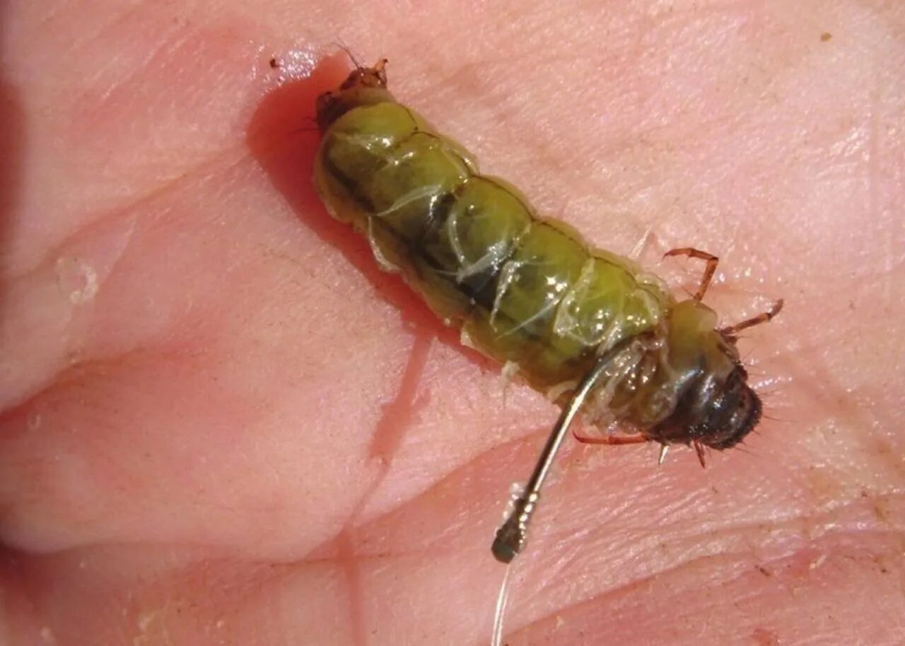 Как правильно называется личинка. Личинка для замка входной двери 35*70. Типы личинок насекомых с полным превращением. Камподеовидные личинки жуков. Камподеовидные личинки жуков.