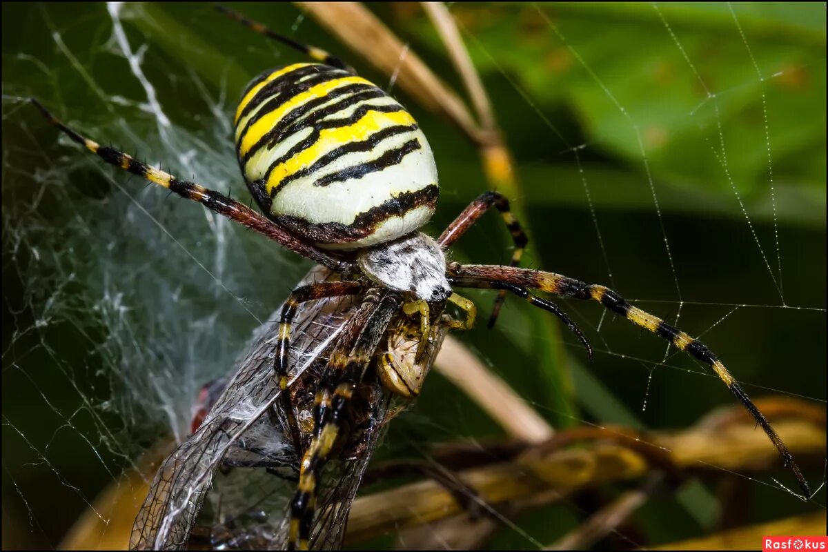 паук оса аргиопа. паук оса паук аргиопа брюнниха. осиный паук. осиный паук. аргиопа брюнниха укус.