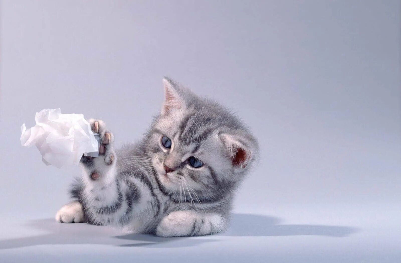 Реклама с котиками. Котик из рекламы. Реклама с котенком. Whiskas для котят. Музыка из рекламы вискас