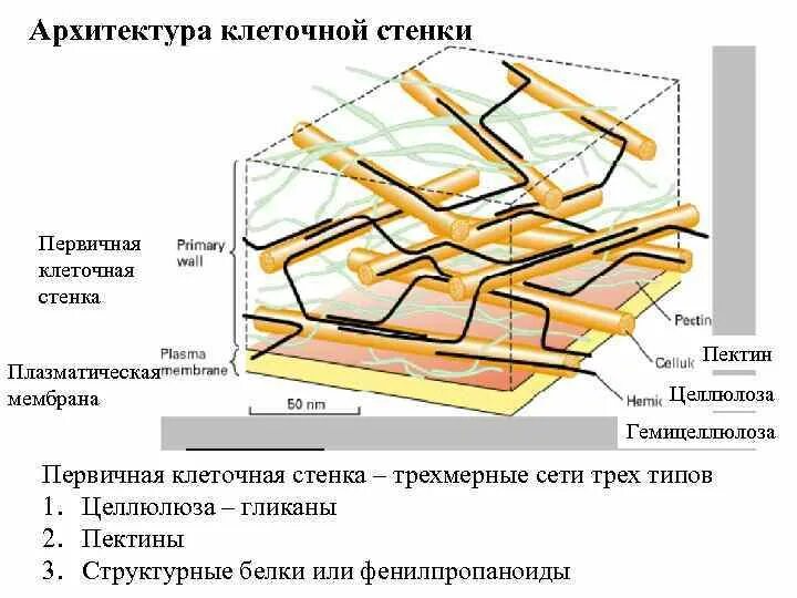 Клеточная стенка микрофибриллы целлюлозы. Строение клеточной стенки растений. Клеточная стенка растений состоит из целлюлозы. Строение первичной клеточной стенки. Имеет эластичную клеточную стенку