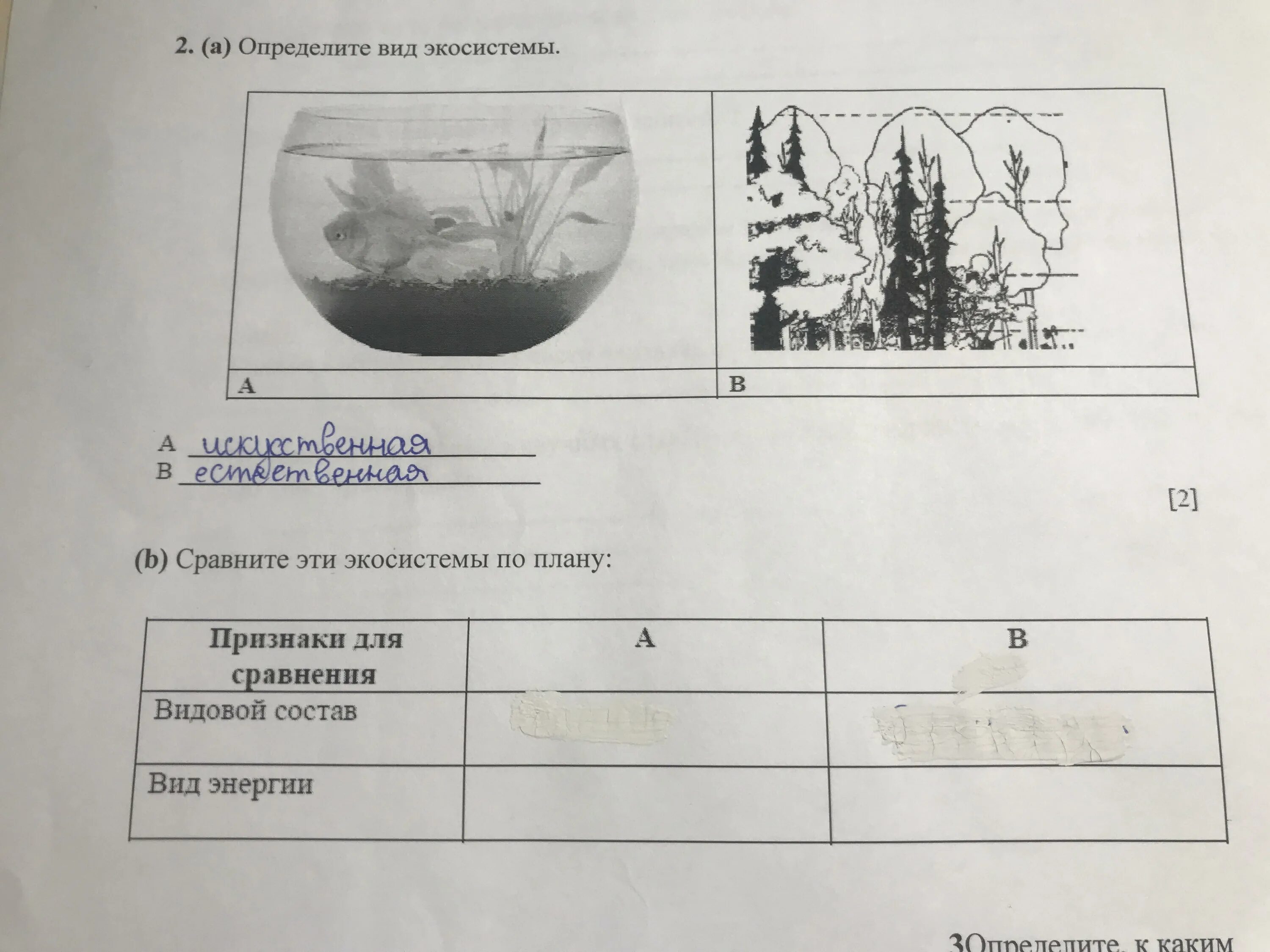 Аквариум как модель экосистемы практическая работа 2. Моделирование: экосистема аквариума. Уникальная экосистема. Макет биогеоценоза села.