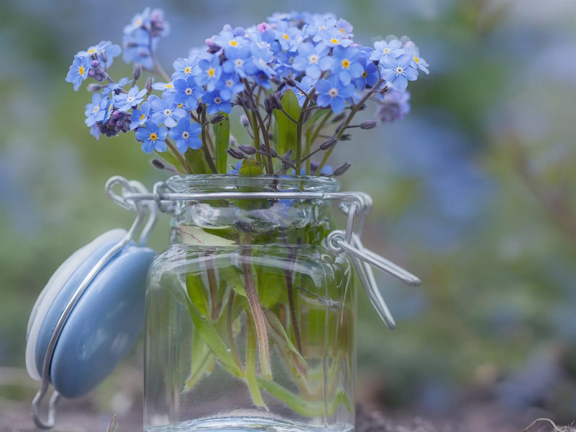 Стеклянный синий цветок. Букет незабудок. Полевые цветы в вазе. Полевые цветы в прозрачной вазе. Нежные незабудки.