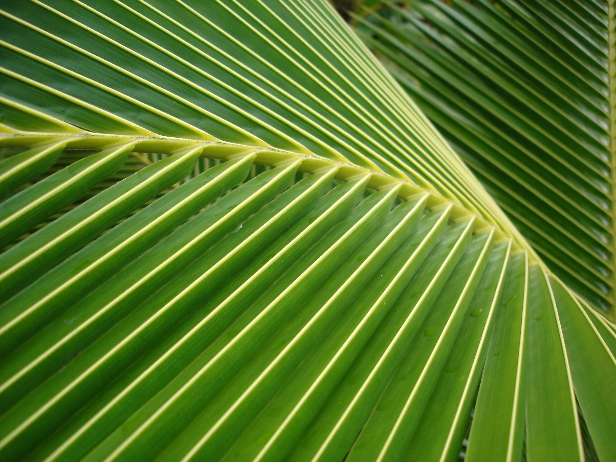 Пальма равенала. Лист пальмы. Тропические листья. Ветка пальмы.