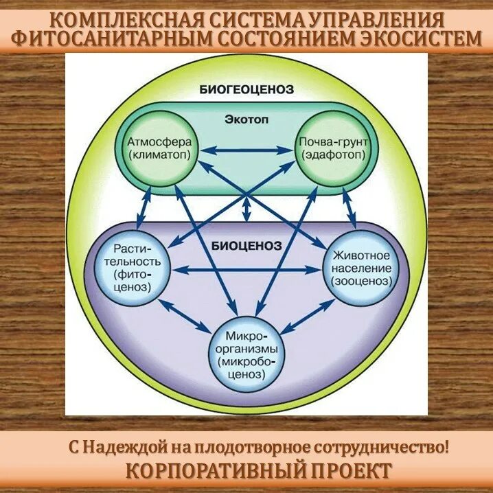 Описание роли в экосистеме. Экотоп и биоценоз. Экосистема биогеоценоз структура экосистемы. Биогеоценоз биотоп биоценоз. Схематическая структура биогеоценоза.