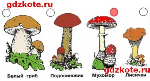 Грибы окружающий мир 2 класс рабочая тетрадь
