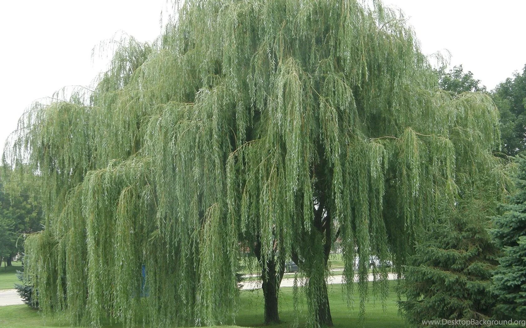 Ива белая ветла. Ива Матсудана (Salix matsudana). Ива белая (Salix Alba). Ива плакучая серебристая.