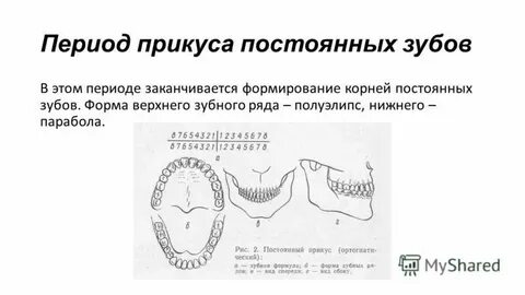 Формирование прикуса