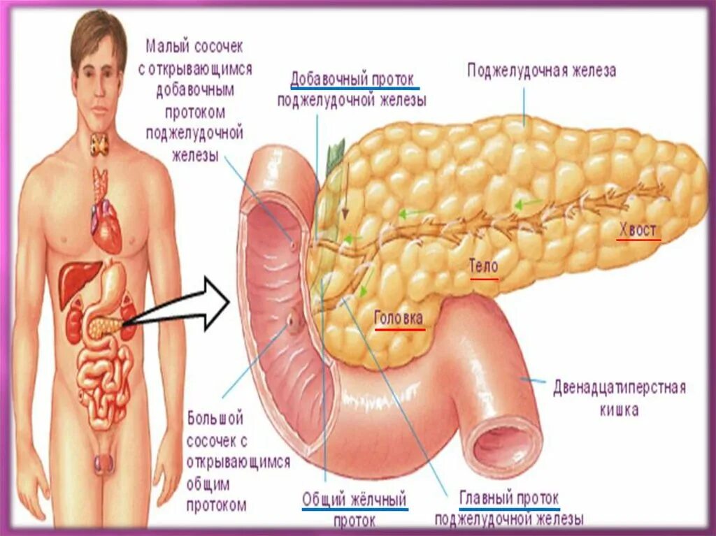 Анатомический атлас человека поджелудочная железа. Поджелудочная железа атлас. Поджелудочная расположение. Поджелудочная железа рас.