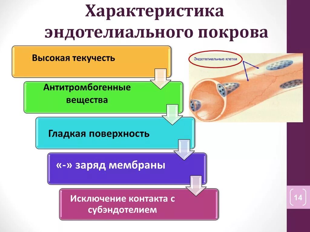 Высокий эндотелий