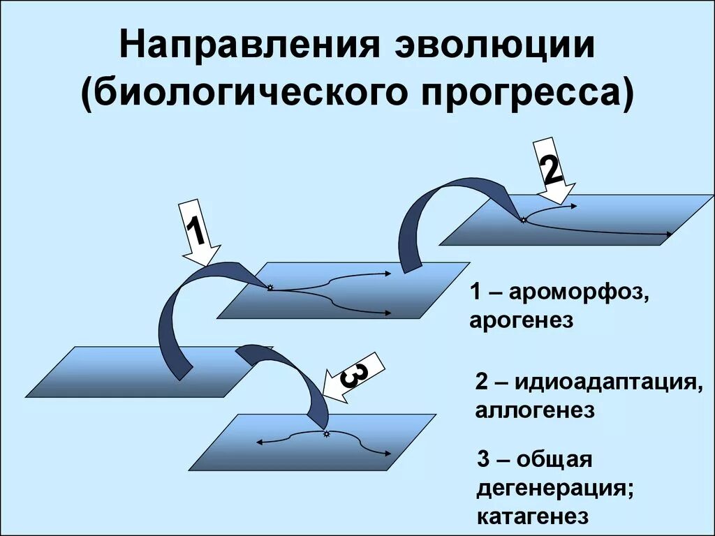 Катагенез и арогенез. Ароморфоз идиоадаптация дегенерация. Арогенез аллогенез катагенез. Направления биологического прогресса. Прогресс достигается