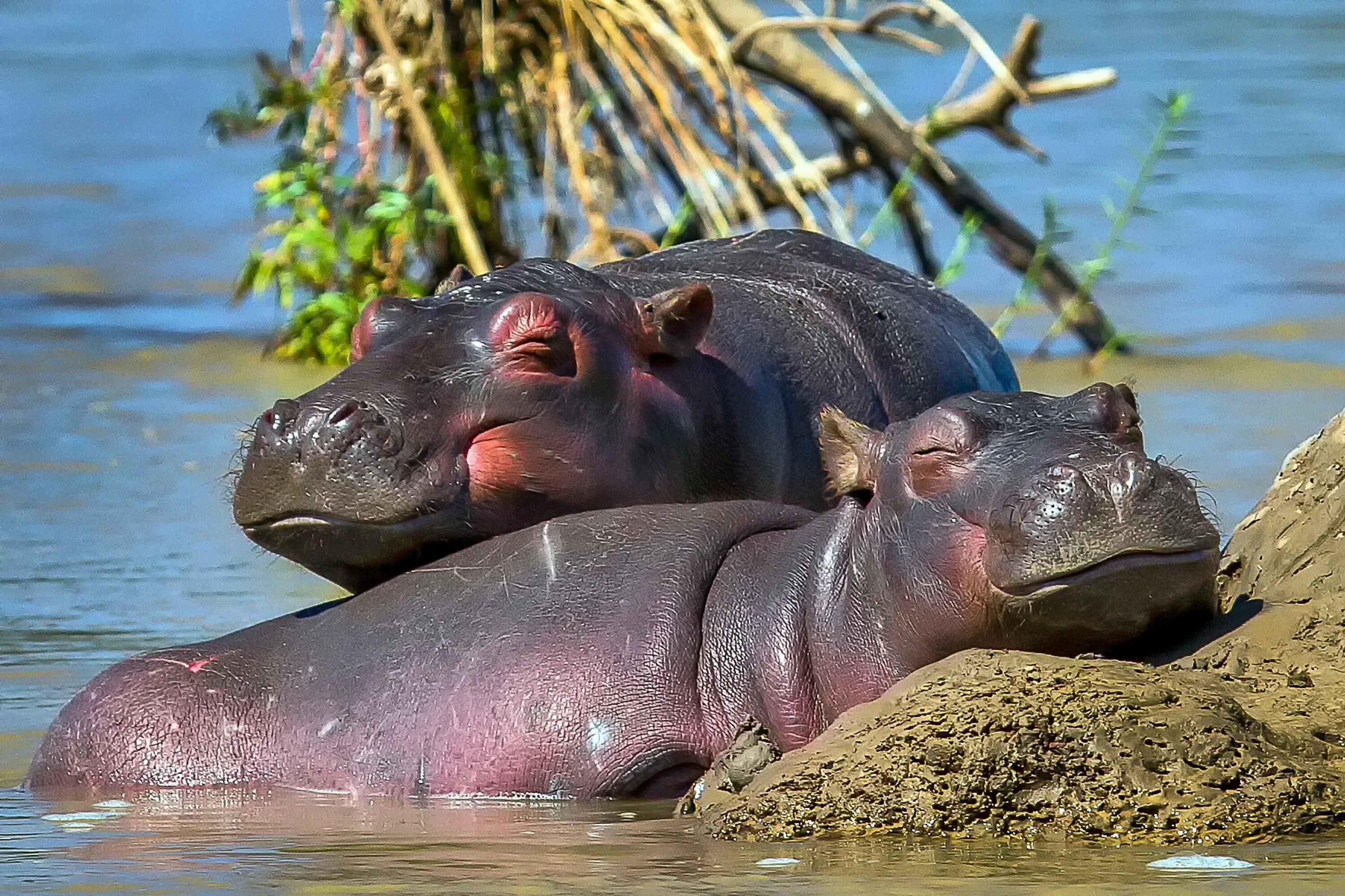 Нильский Бегемот. Бегемот Hippo. Гиппопотам и Бегемот.