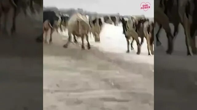 Корова. Корова на льду прикол. Теленок на льду. Корова на льду длительность. Корова на льду длительность.