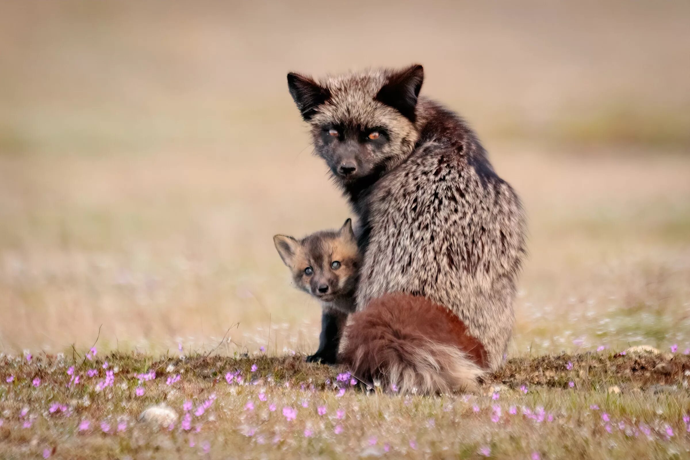 Flower foxes. Чернобурая лисица детеныш. Чернобурая лиса. Чернобурая лисица с лисятами. Чернобурая лисица Домино.