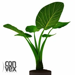 Plants 19