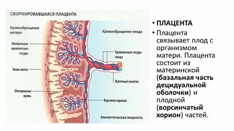 Материнская плацента