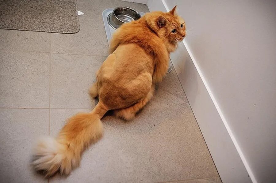 сибирский кот стрижка подо льва. стрижка пушистых кошек. необычные стрижки кошек. груминг короткошерстных кошек. стриженный рыжий кот.