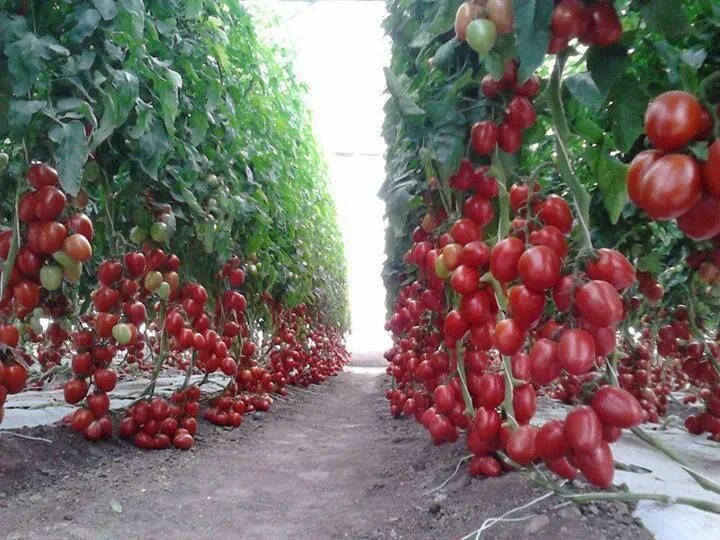 Средство от перерастания рассады Атлет Зеленая аптека садовода, 1,5 мл - купить 
