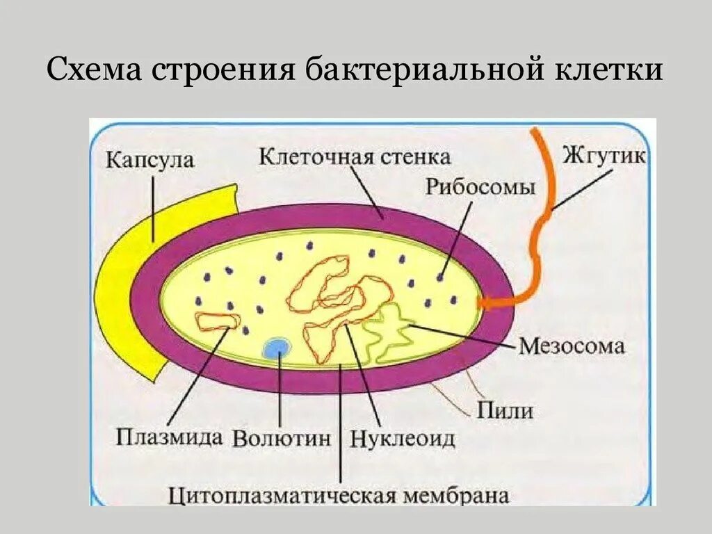 Строение клетки бактерии рисунок. Прокариотическая клетка мезосомы. Схема строения бактериальной клетки. Строение бактерии бациллы. Строение бактериальной клетки рисунок.