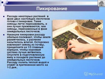 Пикирование