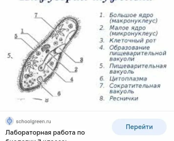 Строение инфузории туфельки 7 класс биология. Биология 5 класс инфузория туфелька строение. Схема строения инфузории туфельки. Строение инфузории туфельки 5 класс.