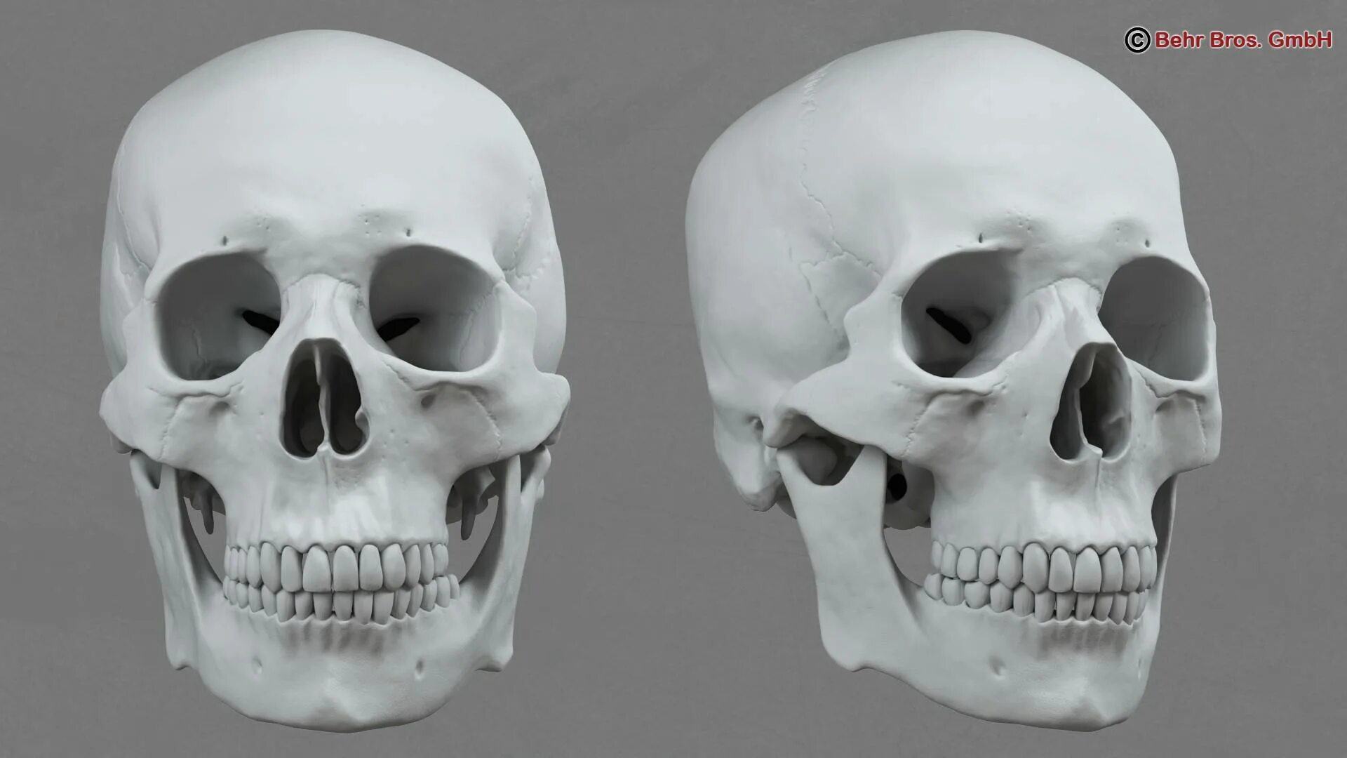 Череп с двух сторон. 3d модель skull. череп 3dm. human skull 3d model. моделирование черепа.