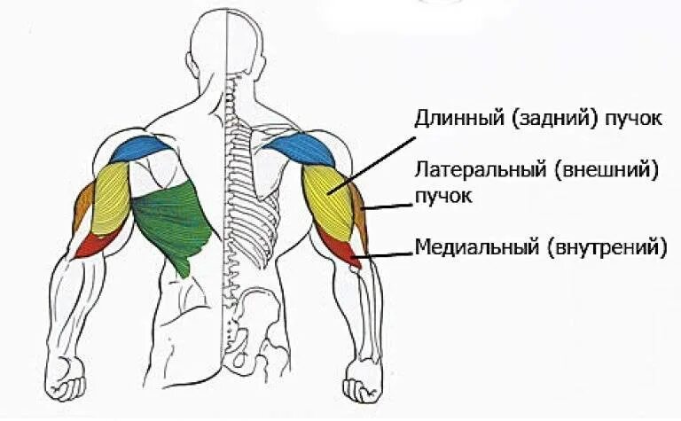 Трицепс мышца. Медиальная головка трицепса. Трицепс анатомия мышц. Упражнения на латеральную головку трицепса. Медиальная головка трицепса упражнения.