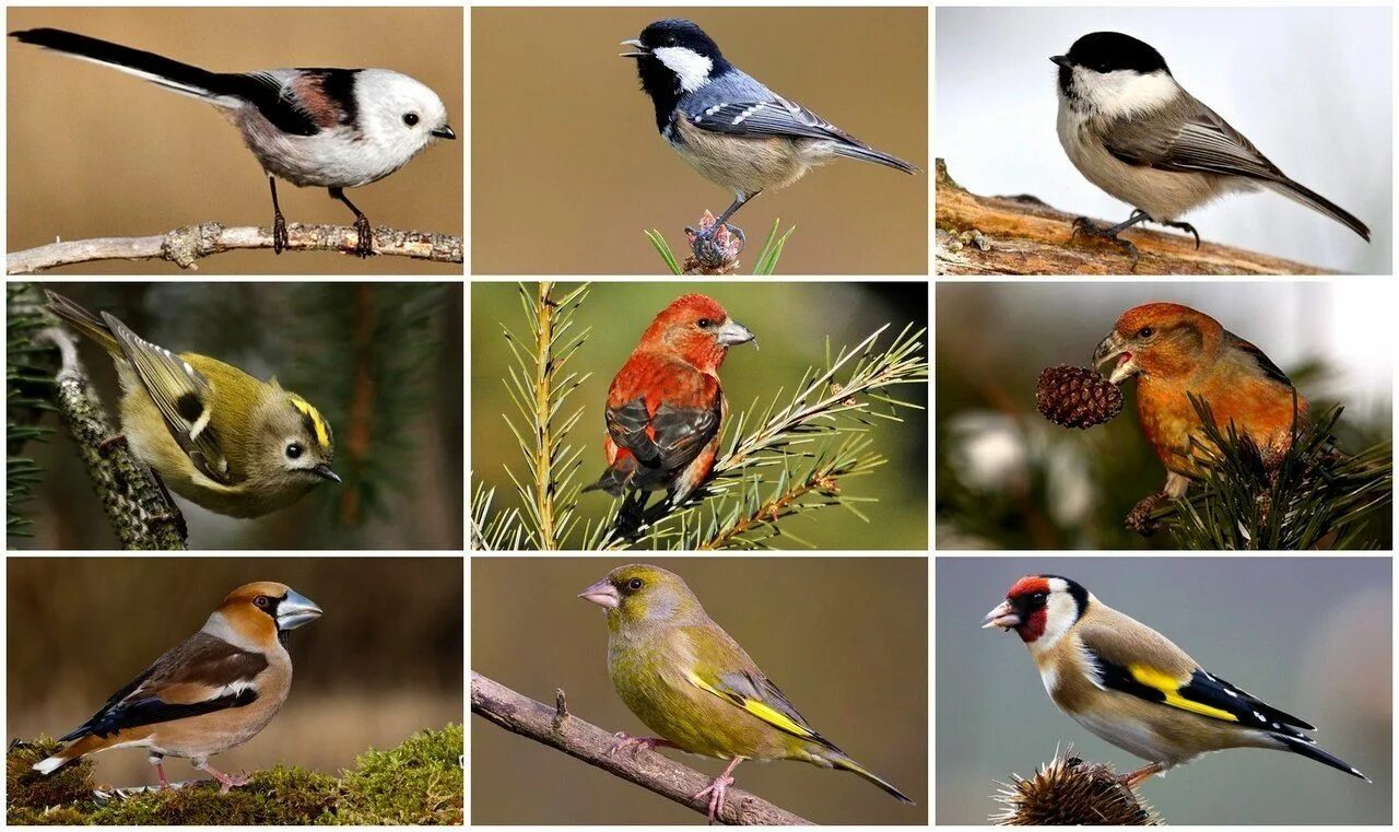 Мелкие виды птиц