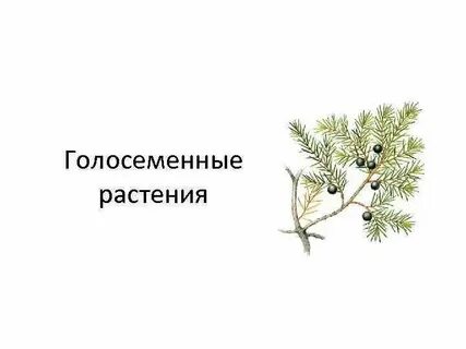 Эра господства голосеменных растений
