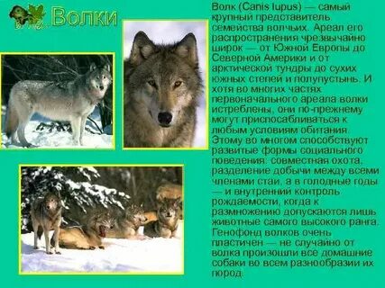 Волк это самый крупный хищник из семейства