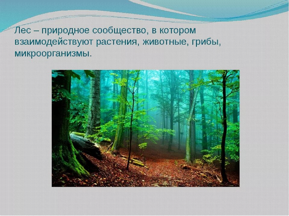 Природные сообщества. Лесное сообщество. Растительные сообщества леса. Природное сообществ сообщество лес. Почему лес природное сообщество