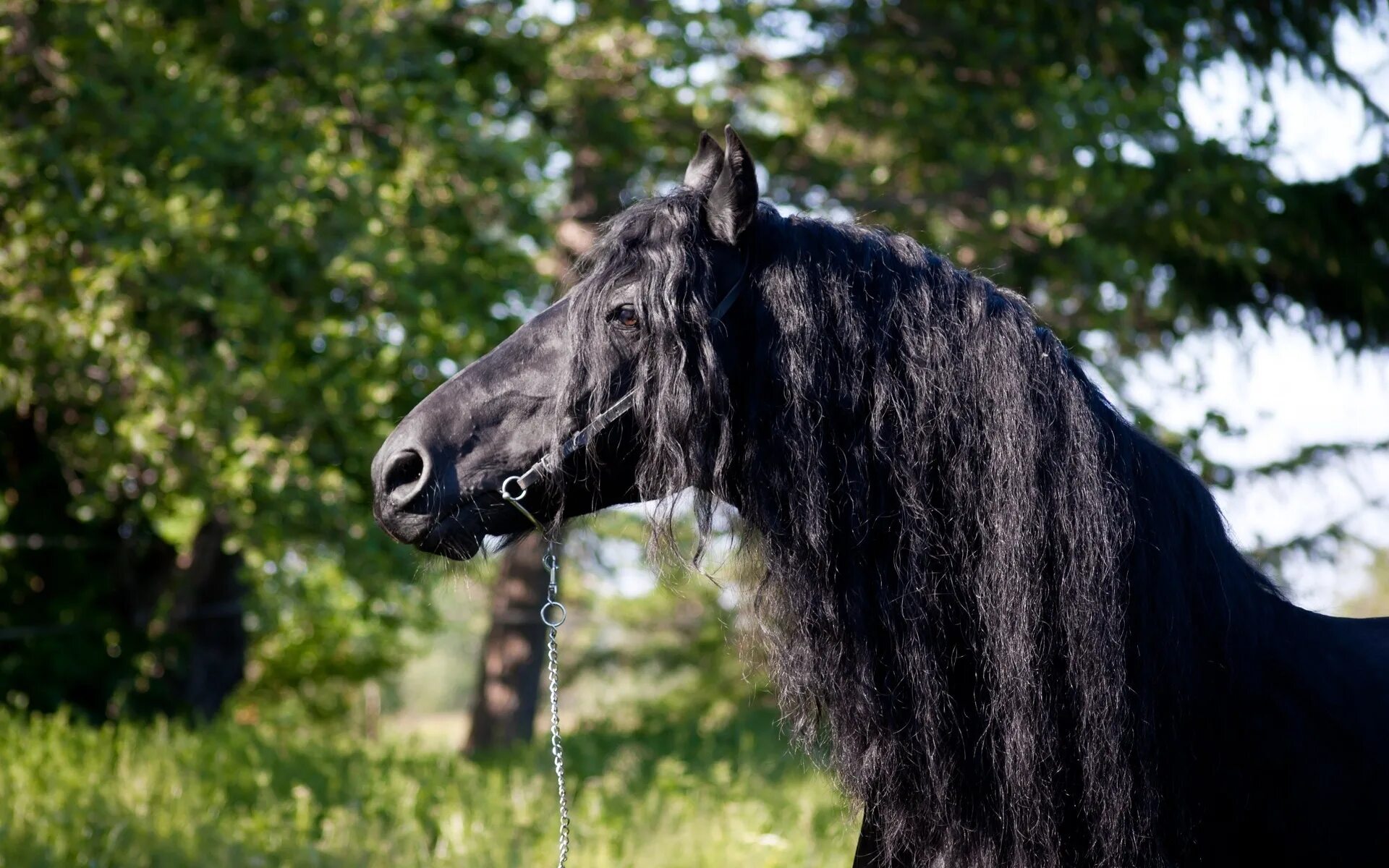 Картинки лошадей. Черная Вороная лошадь. Вороная Северо-шведская лошадь. Фризская лошадь грива. Вороная лошадь с длинной гривой.