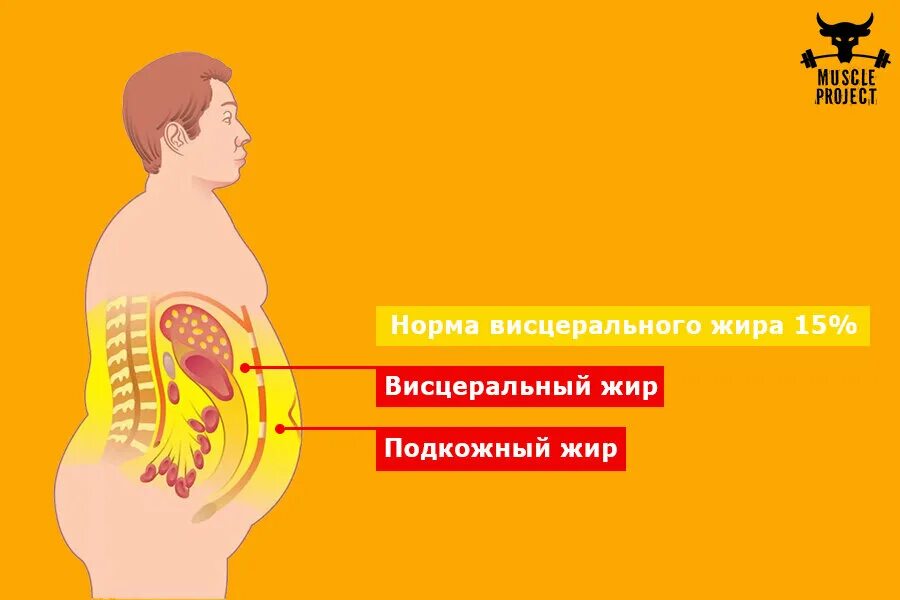 Откуда жир. Подкожный и висцеральный жир. подкожный, висцеральный жир на животе.
