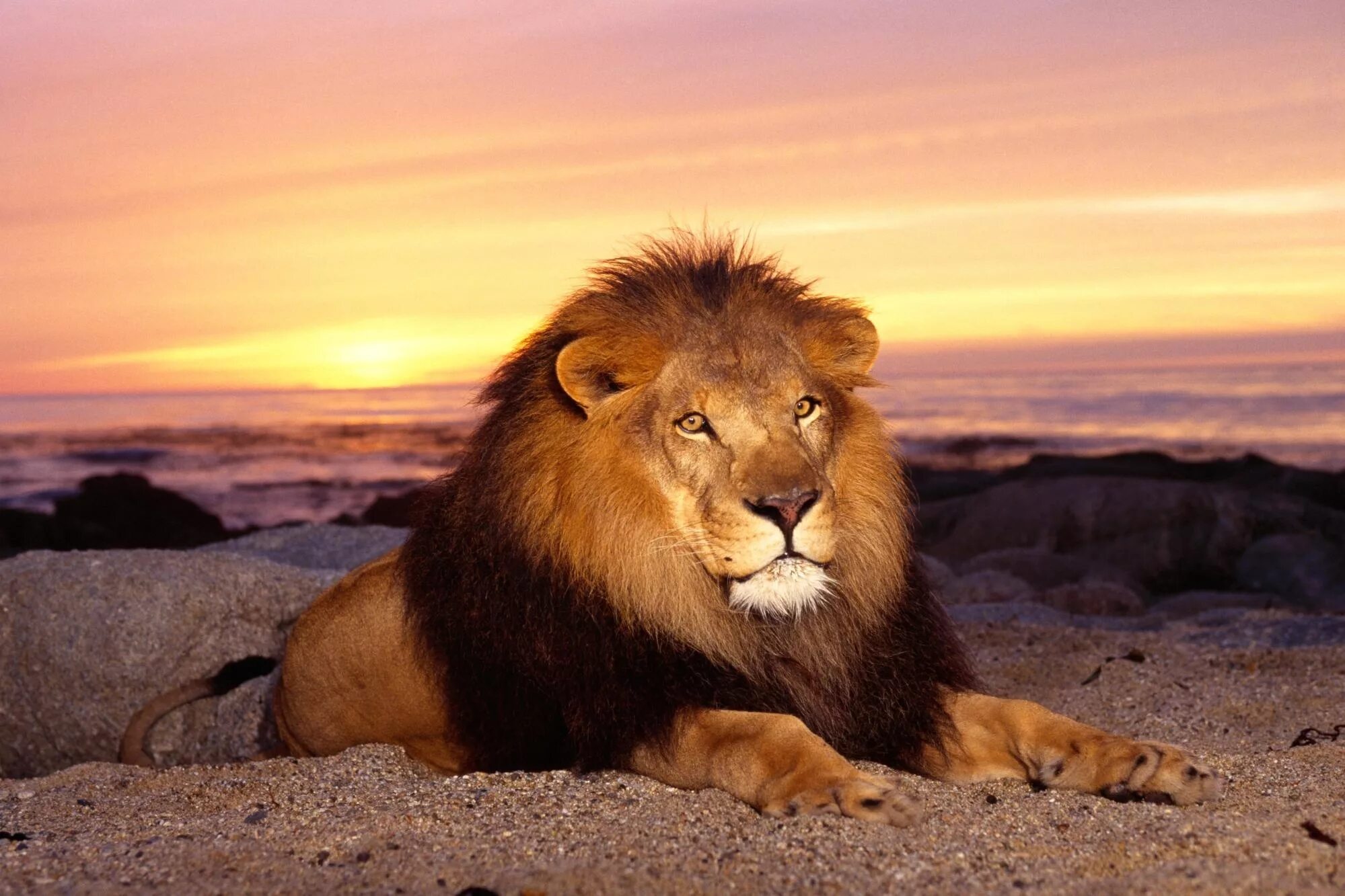 Звери под солнцем. Лев. Животные Лев. Лев фото. Лев царь зверей.