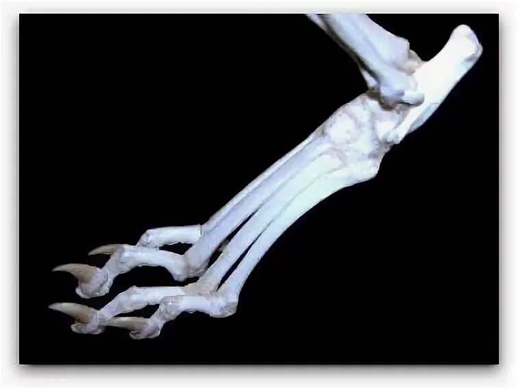 Bone bone cat