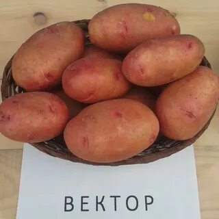 Характеристика сорта вектор
