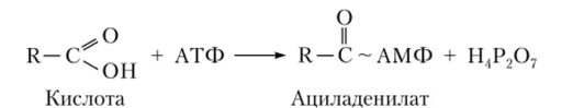 Глицерин атф. Ациладенилат. Мягкое окисление акриловой кислоты. Ациладенилат пальмитиновой кислоты. Ациладенилат жирной кислоты.