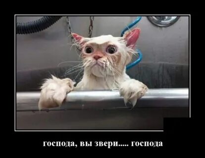И кто же зверь